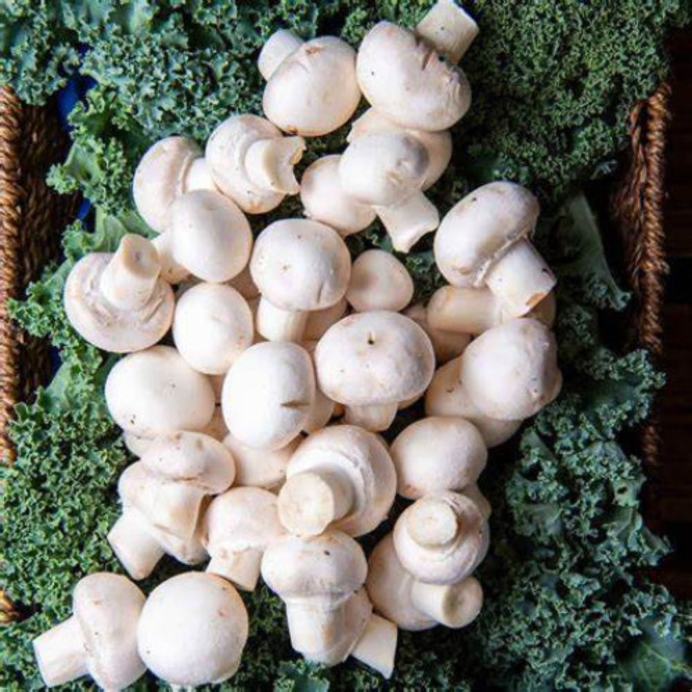 Vitamin D from White Button mushroom