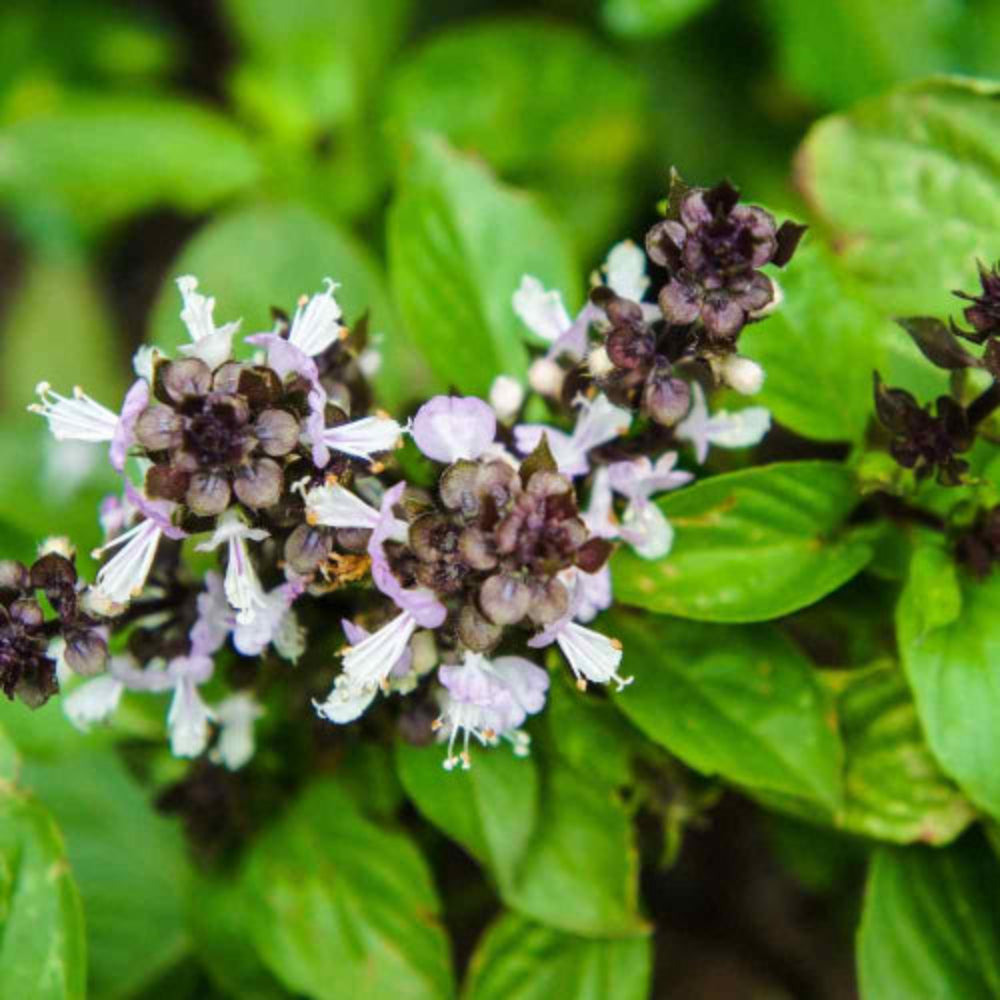 Natural anxiety hacks: Holy basil: Tulsi